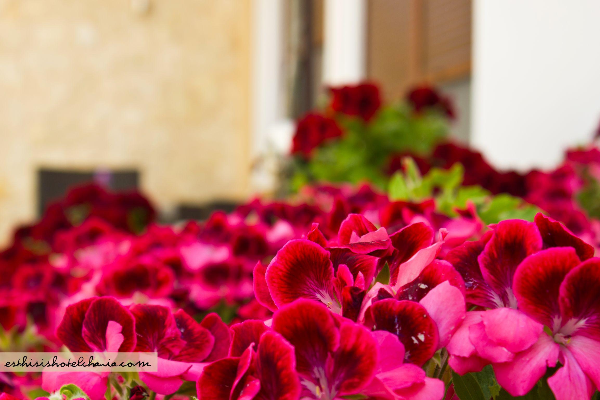 Esthisis Suites Chania Platanés Exterior foto